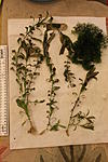 IMG 7924