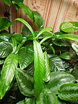 P5223838