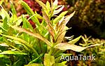 Limnophila sp. LAOS.