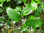 P5123783