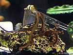 Thorea hispida