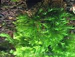 Fissidens Fox
