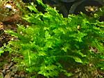 Moss Honegoke Sp. Cameroon