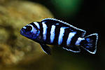 (Pseudotropheus demasoni