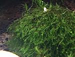 Weeping moss / Vesicularia ferriei