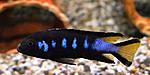 Pseudotropheus elongatus Chewere