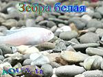 IMG 20150804 220555