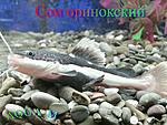IMG 20150804 210818