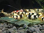 IMG 1669 mini