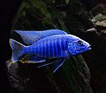 Sciaenochromis fryeri