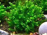 Homalia sp. Rosa moss