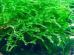 Vesicularia sp. Mini Christmas moss