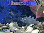IMG 20150804 215624