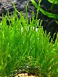 Taxiphyllum 'Flame' moss