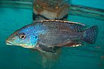 Nimbochromis linni
