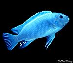 Pseudotropheus*zebra blue blue