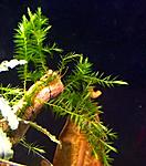 Willow moss \ Fontinalis antipyretica