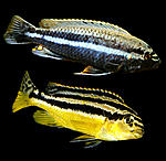 Melanochromis auratus