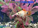 IMG 20150804 222127