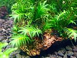 Fissidens nobilis