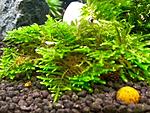 Singapore Moss - Vesicularia dubyana