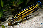 Julidochromis regani var.Kipili