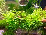Christmas Moss
