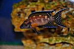 Neolamprologus buescheri