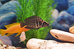 Altolamprologus calvus 'black pectoral'