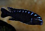 Pseudotropheus elongatus Neon Spot