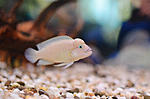 Telmatochromis temporalis 'shell'