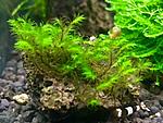 Barbula sp. millimeter moss