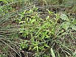 Persicaria hydropiper ( Polygonum hydropiper)  , 