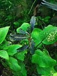 Bucephalandra sp. Kedagang West Kalimantan