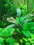 Bucephalandra sp. Super Blue