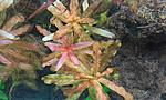Ludwigia Inclinata