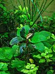 Bucephalandra sp. Theia Black