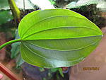 Echinodorus palaefolius ()2