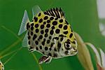 Scatophagusargus