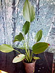 Echinodorus palaefolius ()3