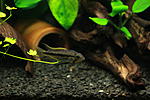 apistogramma cacatuoides