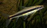 Crossocheilus siamensis