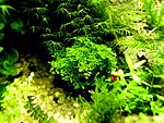 Riccardia chlamedrifolia
