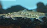 Loaches14