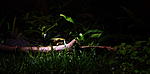 DSC 0013
