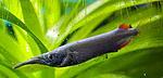 Dermogenys pusilla