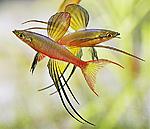 Crossocheilus siamensis
