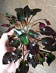 Cryptocoryne Cordata Rosanervig Roundifolia