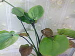 Echinodorus Harbich Rot