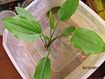 Echinodorus palaefolius ()1